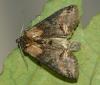 Abrostola triplasia